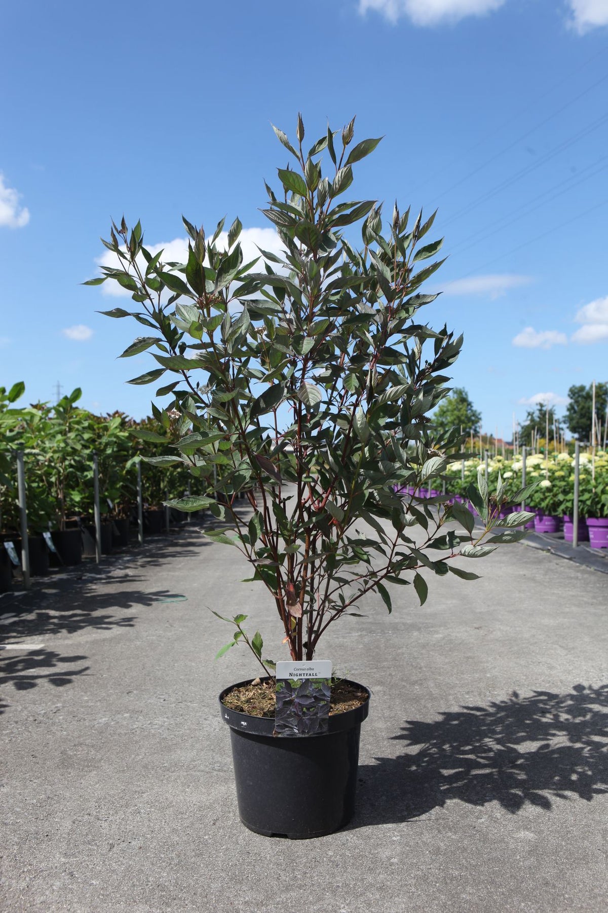 Cornus alba NIGHTFALL (PBR)