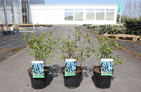 Vaccinium corymbosum 'Bluegold'