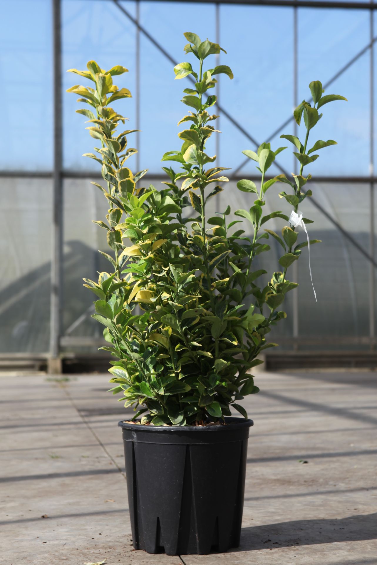 Euonymus japonicus 'Aureus'