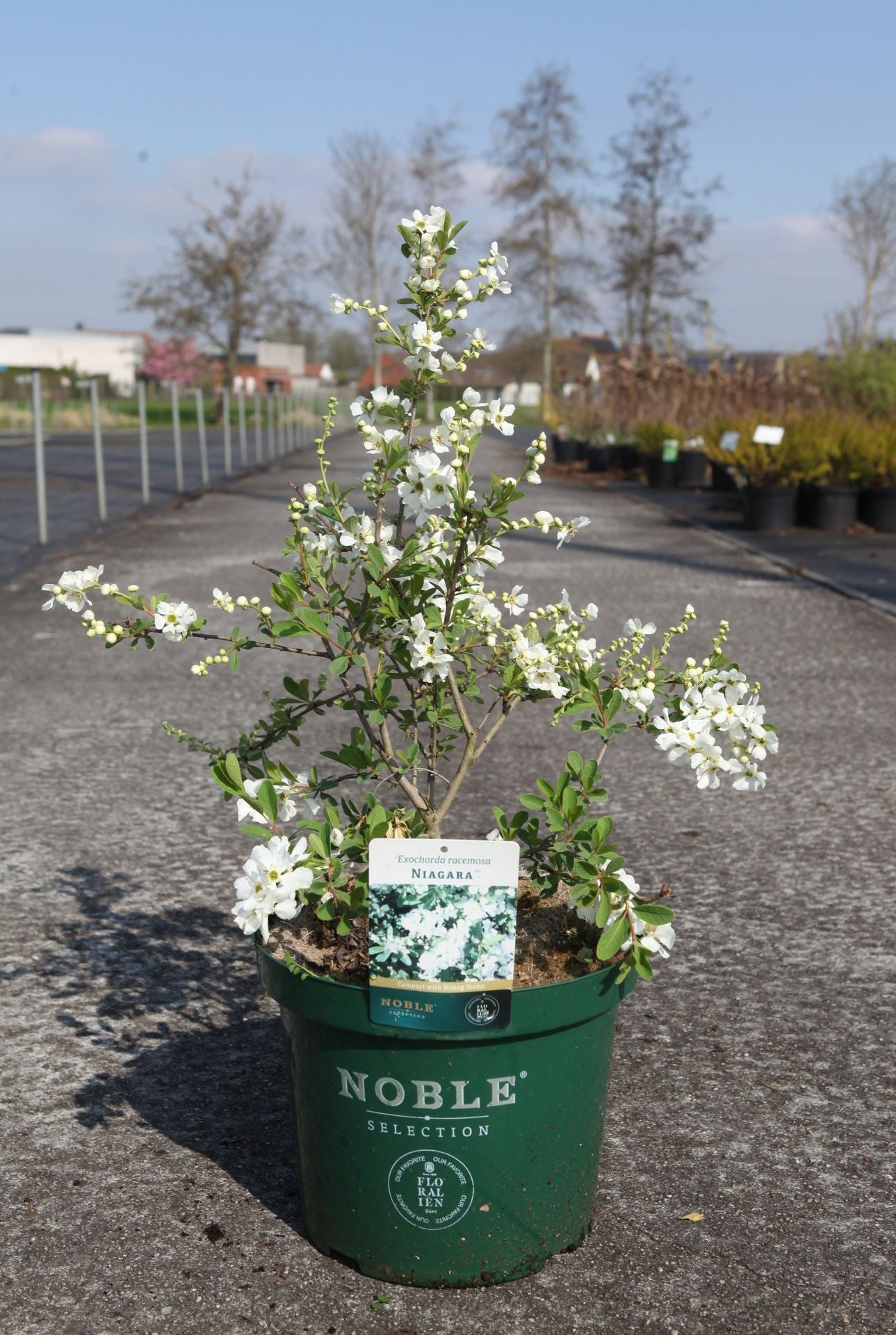 Exochorda racemosa 'Niagara' (PBR)