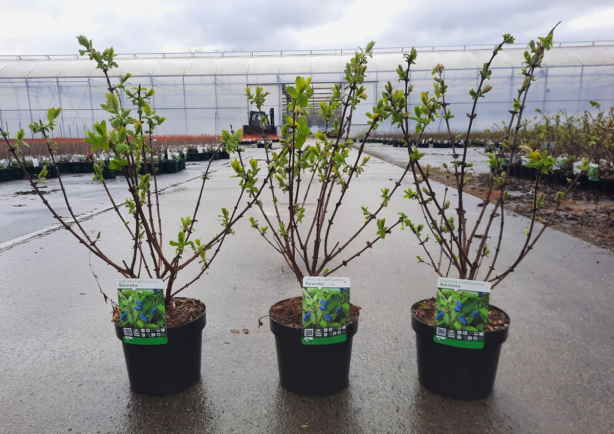 Lonicera kamtschatica 'Balalaika©'