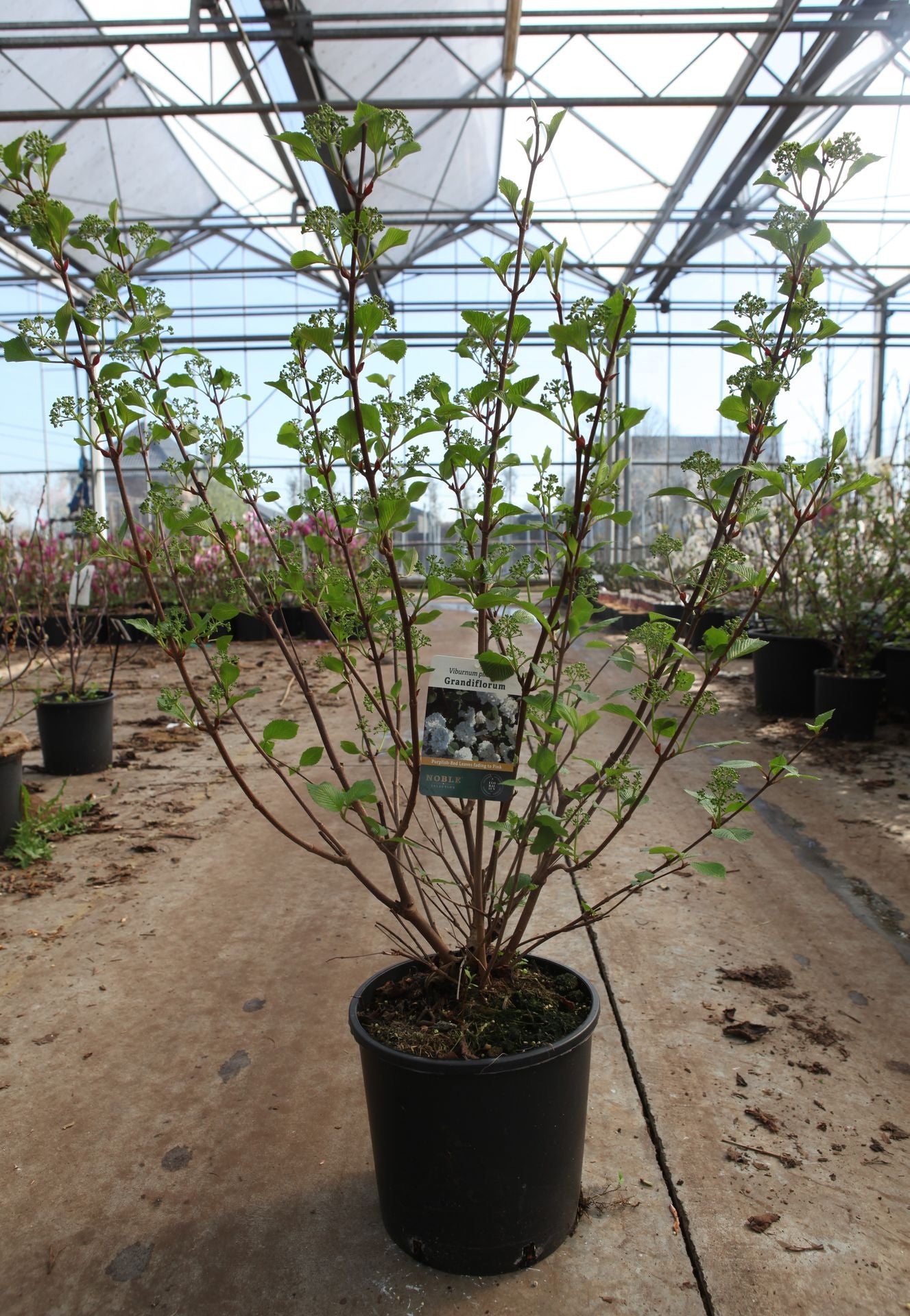 Viburnum plicatum 'Grandiflorum'