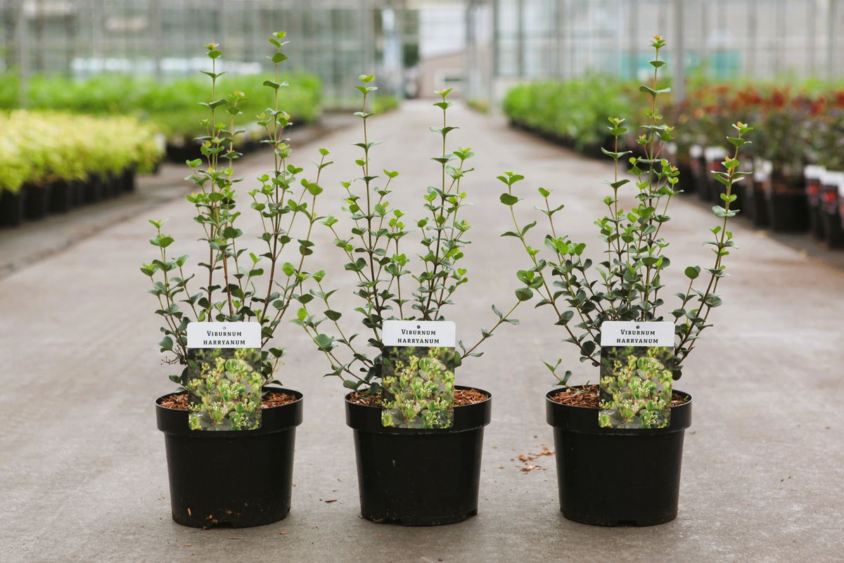 Viburnum harryanum