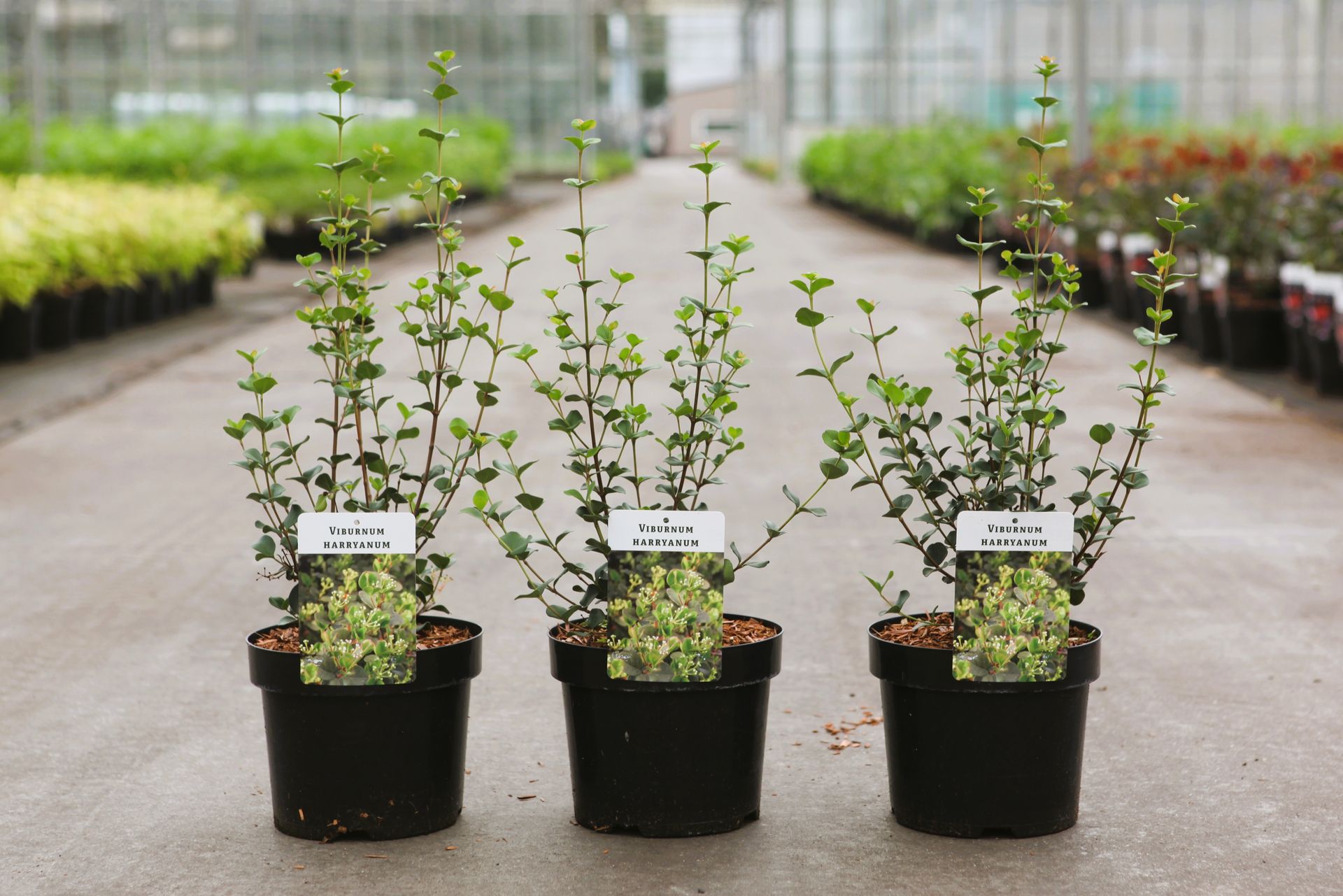 Viburnum harryanum