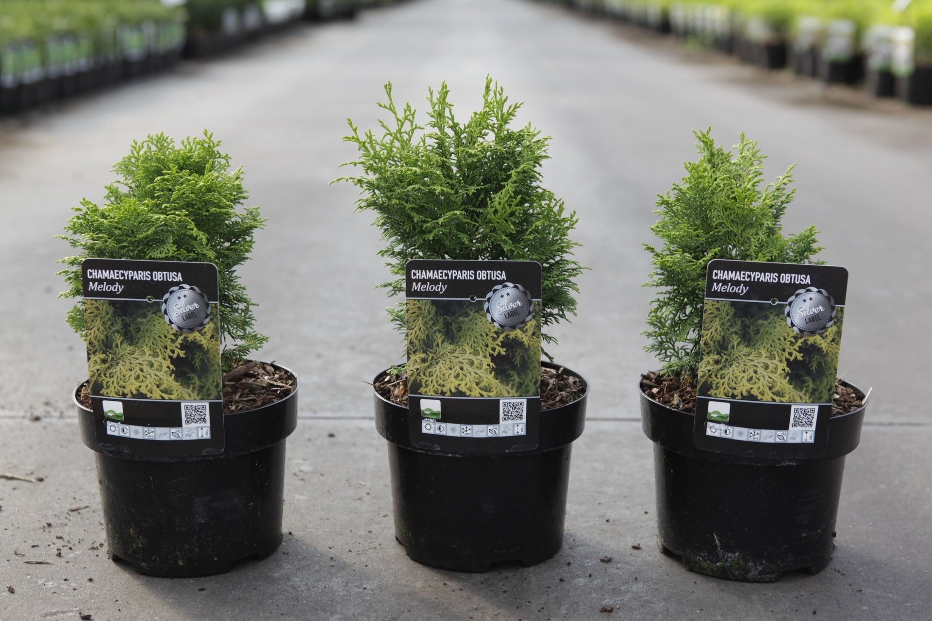 Chamaecyparis obtusa 'Melody'
