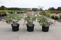 Rosa 'The Fairy'