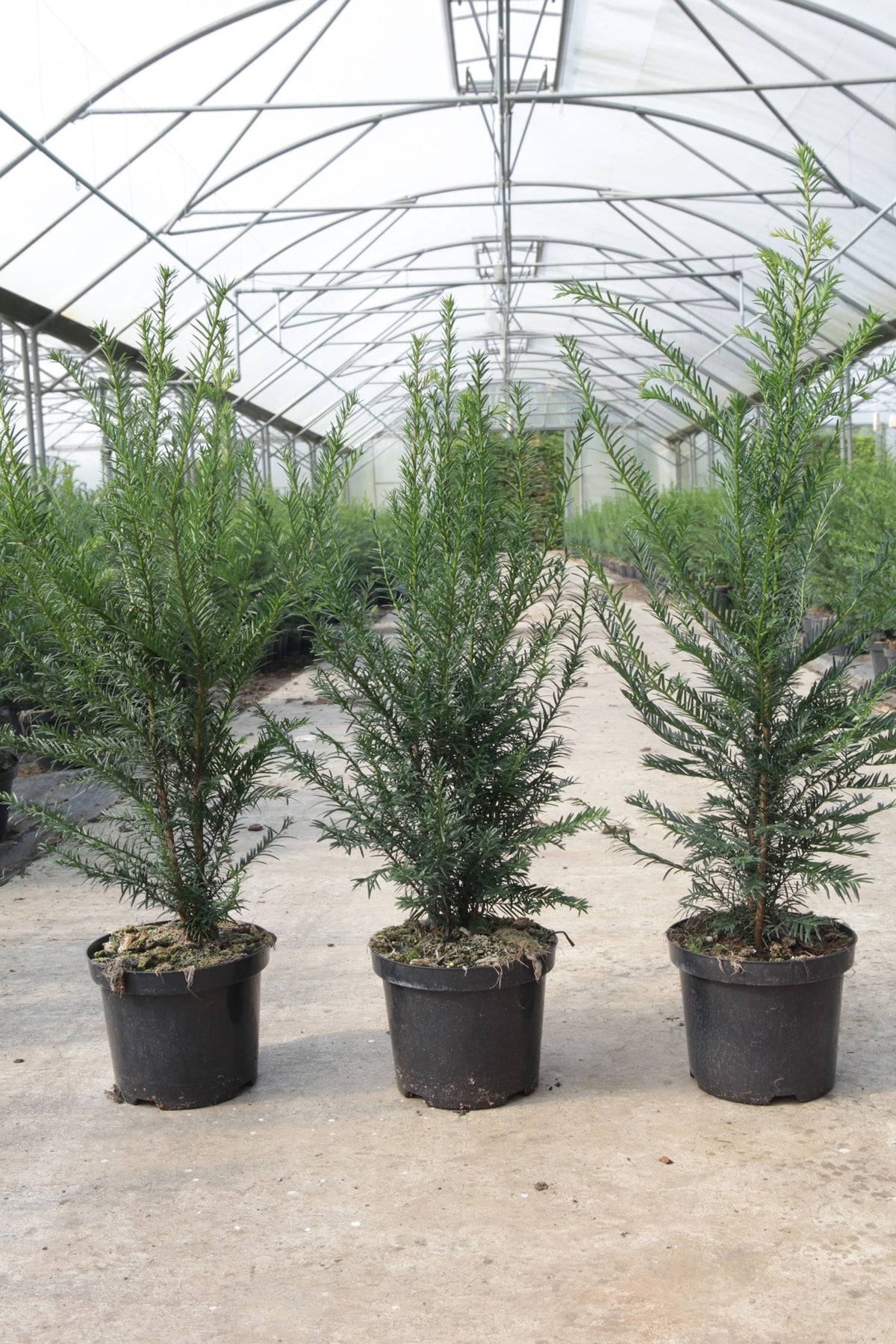 Taxus baccata