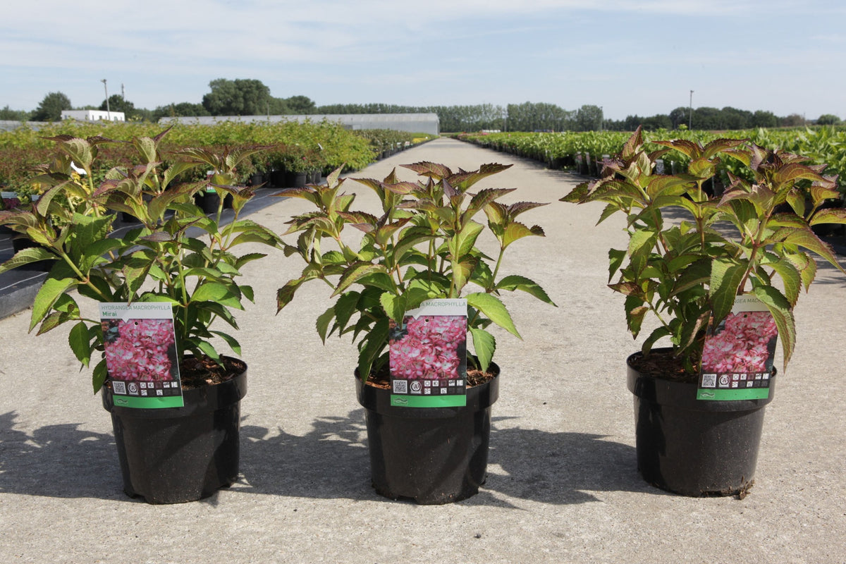 Hydrangea macrophylla ‘Mirai’ young plants in pots with green foliage and red-tinted leaves, pink flowering hydrangea variety
