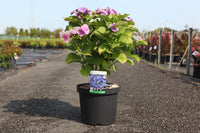 Hydrangea macrophylla ‘Blaumeise’ blue lacecap hydrangea in flower with soft purple blooms in garden pot