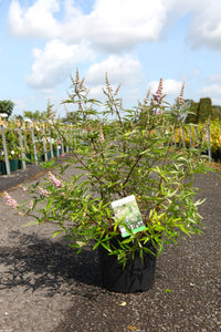 Vitex agnus-castus 'Pink Pinnacle'