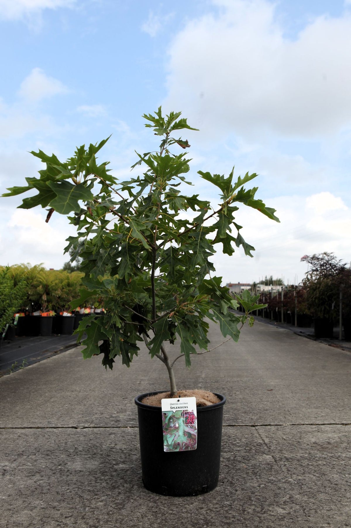 Quercus coccinea 'Splendens'
