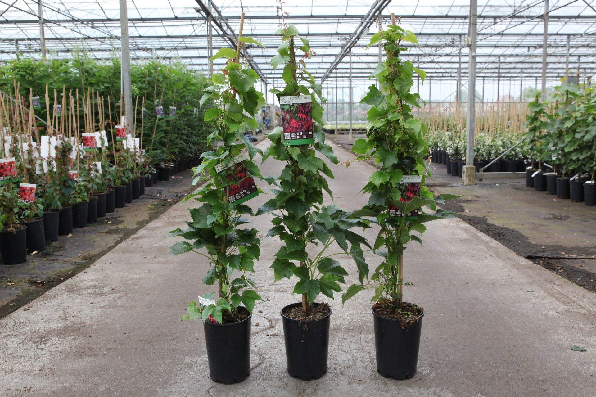 Parthenocissus tricuspidata 'Purpurea'