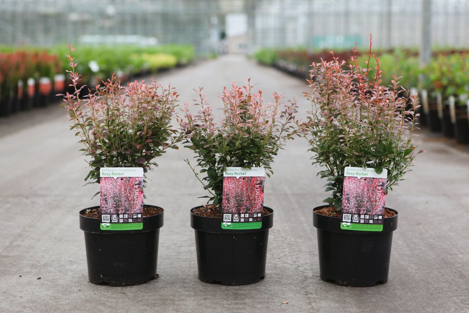 Berberis thunbergii 'Rosy Rocket' (PBR)
