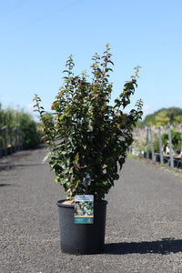 Parrotia persica PERSIAN SPIRE (PBR)