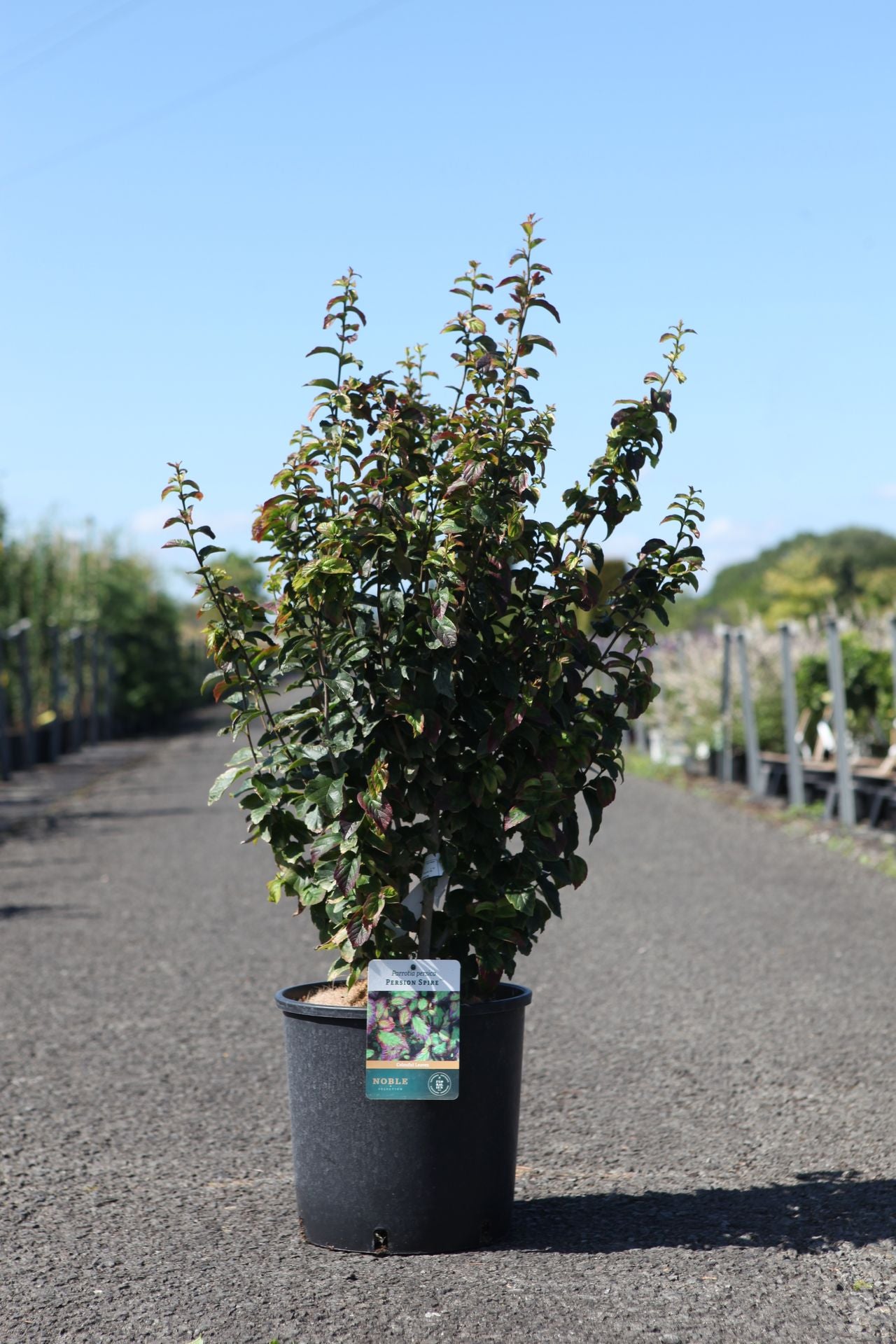 Parrotia persica PERSIAN SPIRE (PBR)