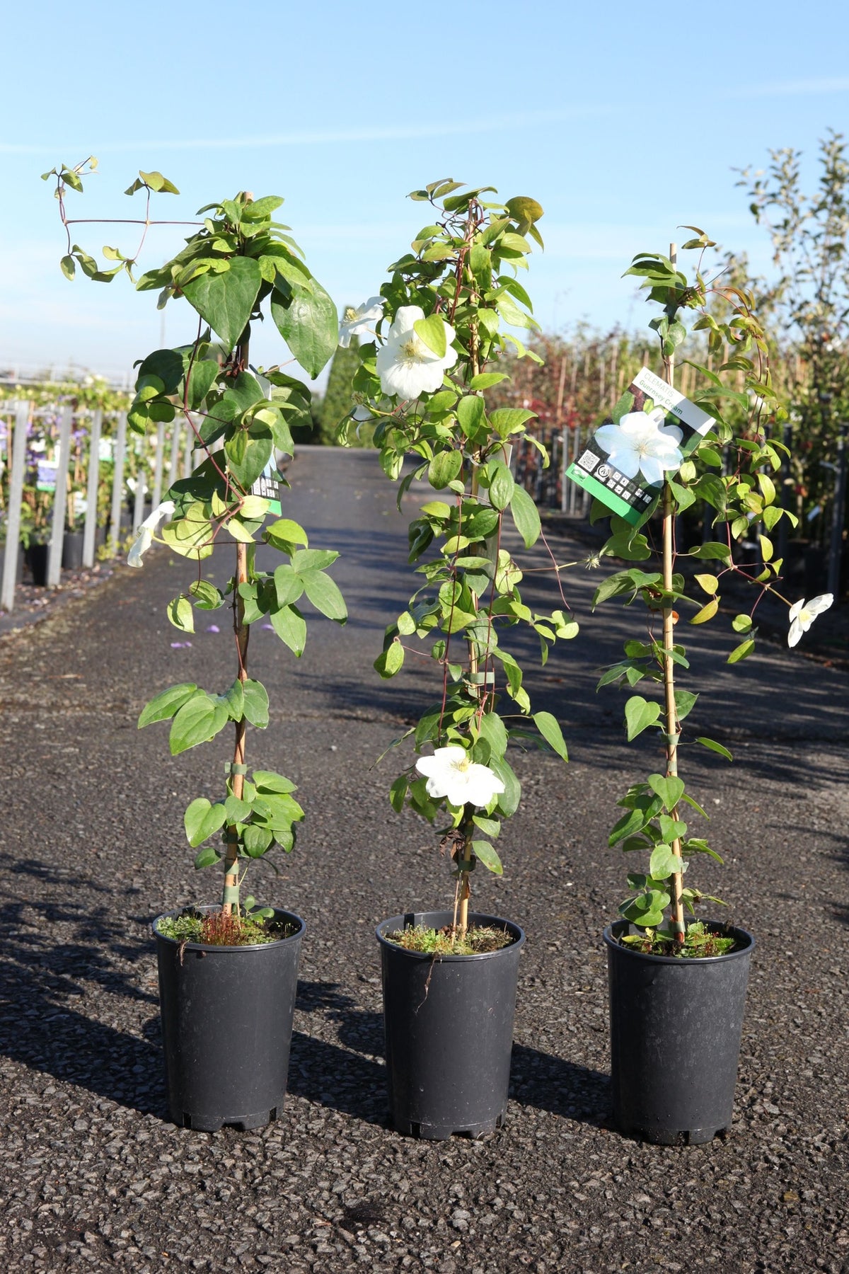 Clematis 'Guernsey Cream'
