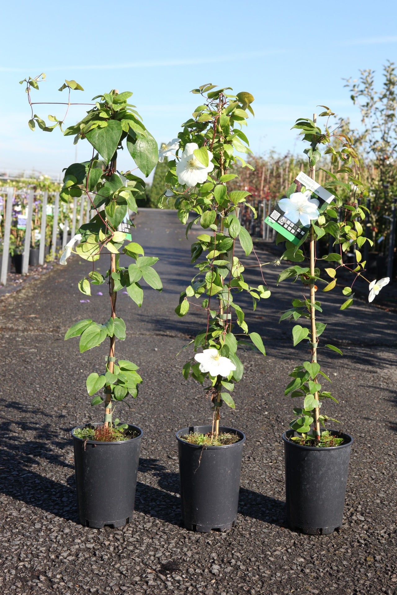 Clematis 'Guernsey Cream'