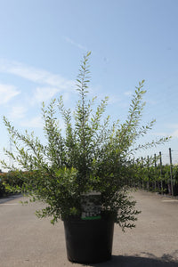Spiraea cinerea 'Graciosa'
