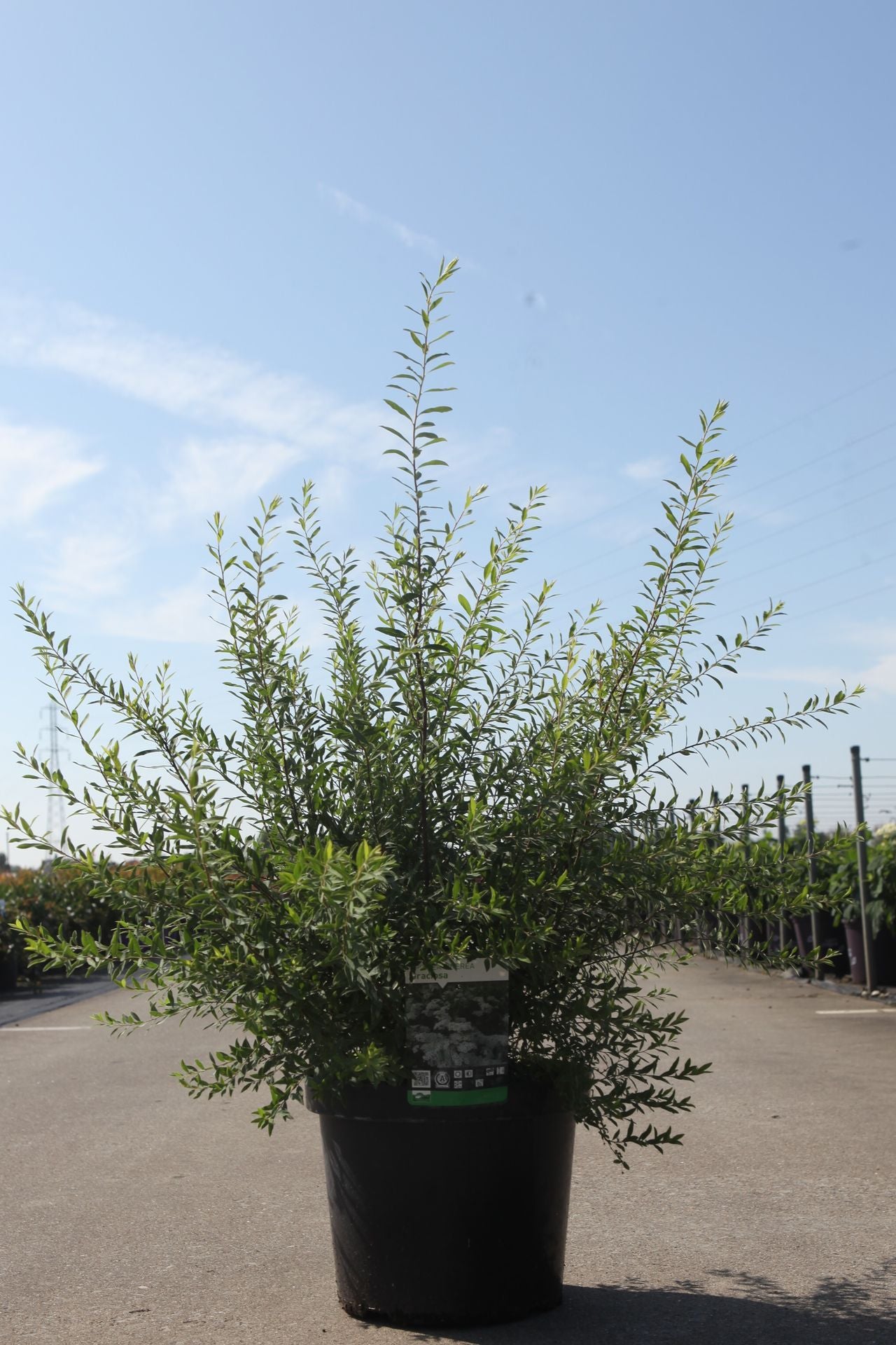 Spiraea cinerea 'Graciosa'