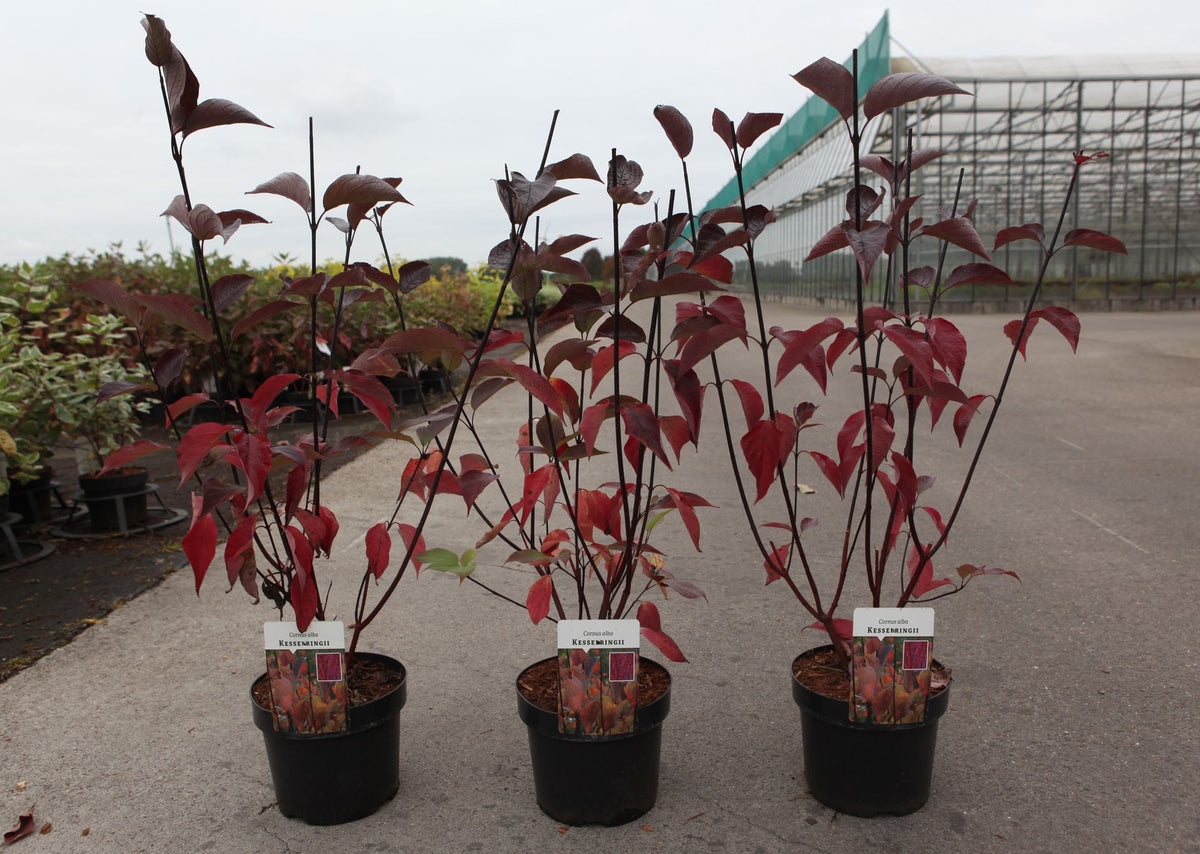 Cornus alba 'Kesselringii'