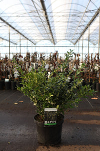 Sarcococca confusa