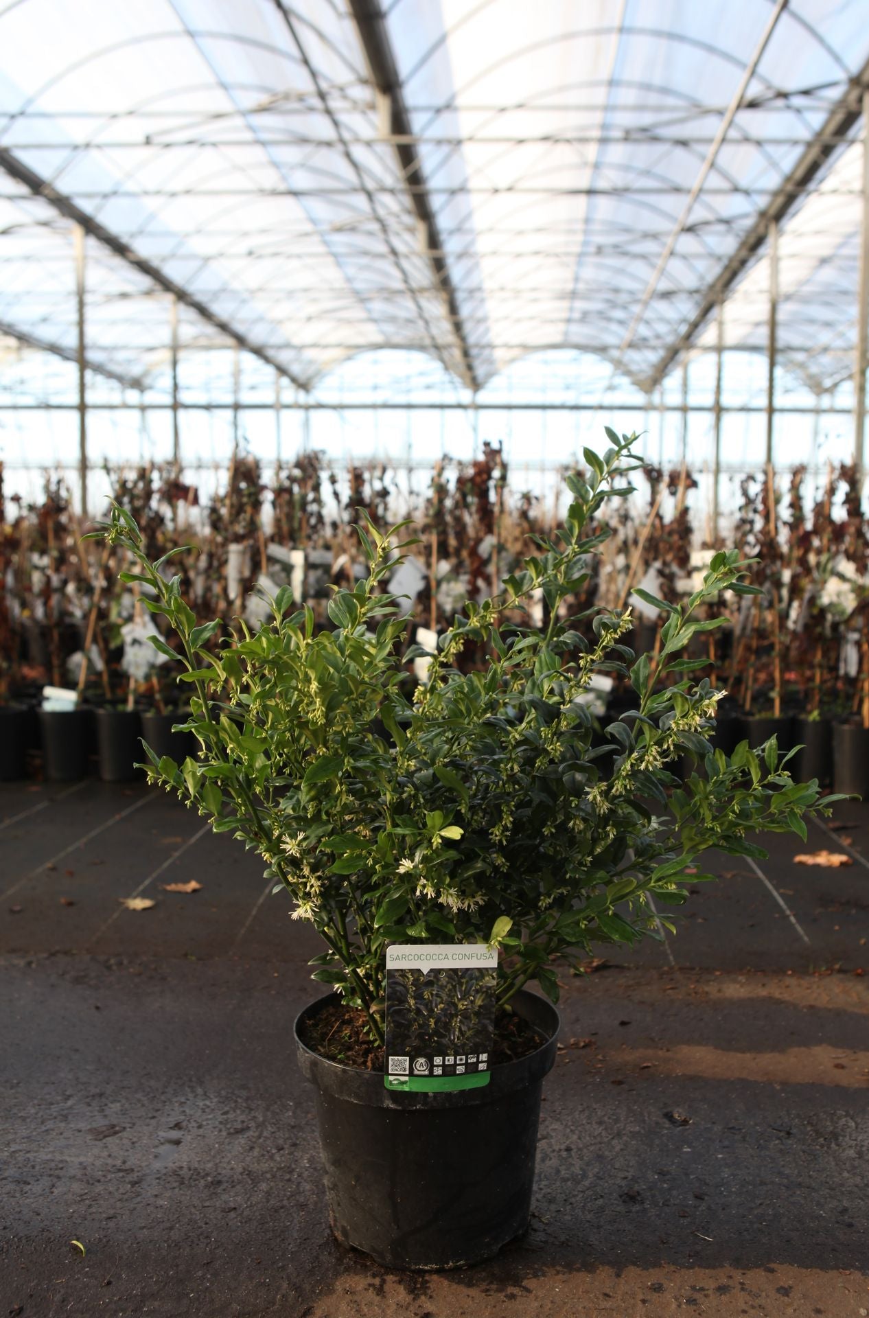 Sarcococca confusa