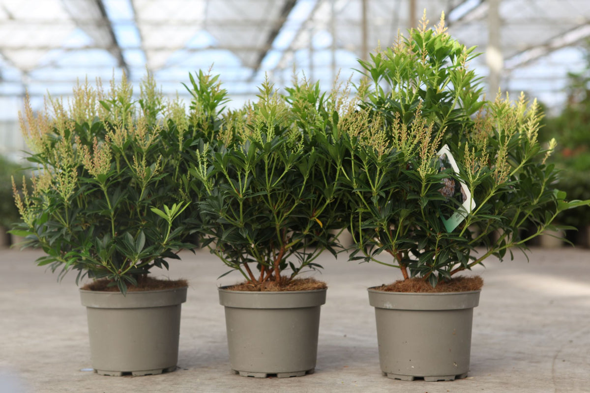 Pieris japonica 'Debutante'
