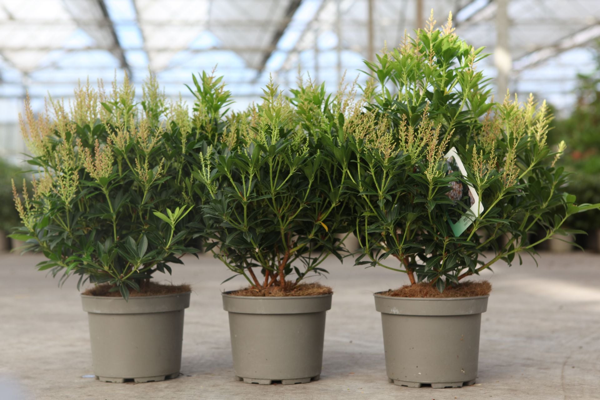 Pieris japonica 'Debutante'