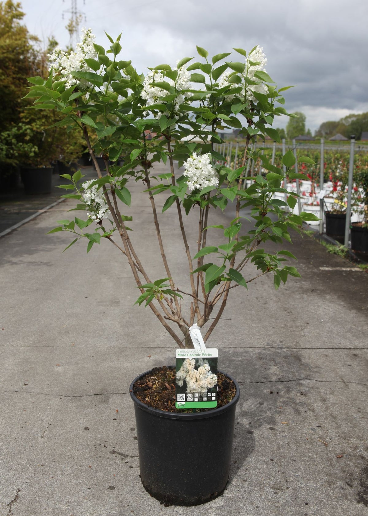 Syringa vulgaris 'Madame Casimir Périer'