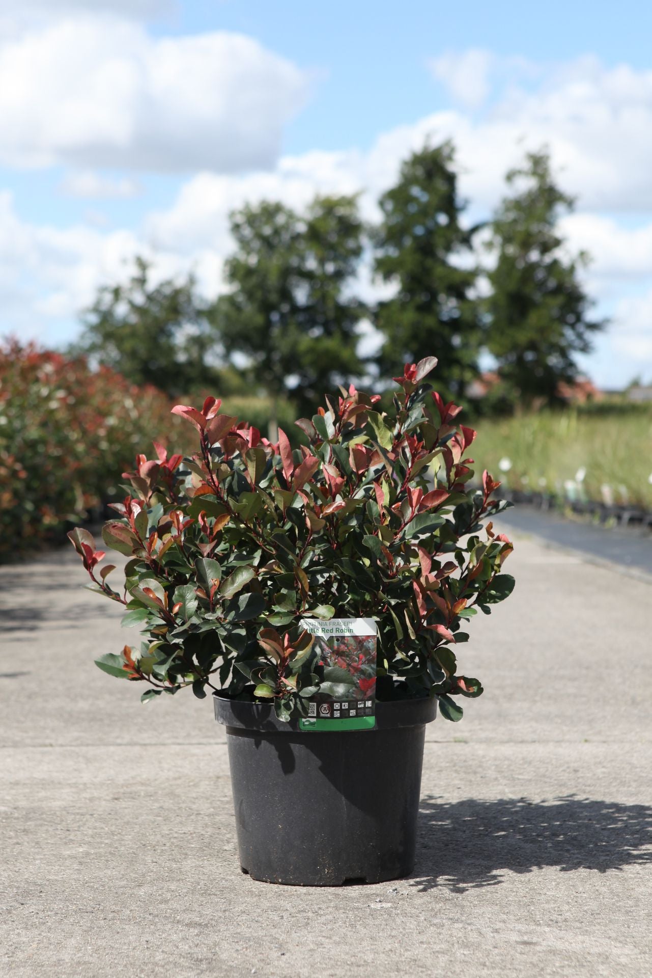 Photinia fraseri 'Carré Rouge'