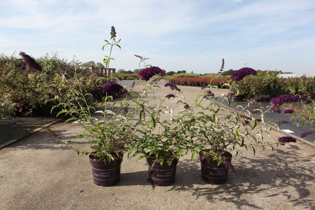 Buddleja davidii First Editions© 'Groovy Grape'