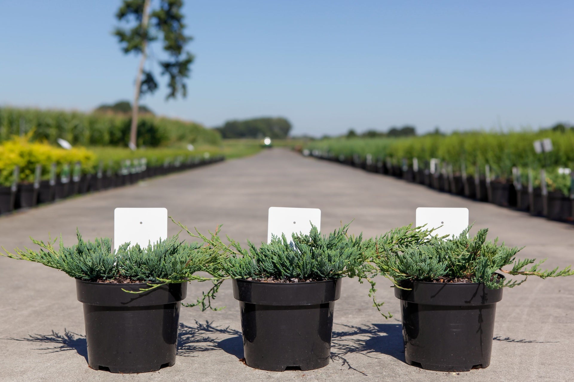 Juniperus horizontalis 'Jade River'