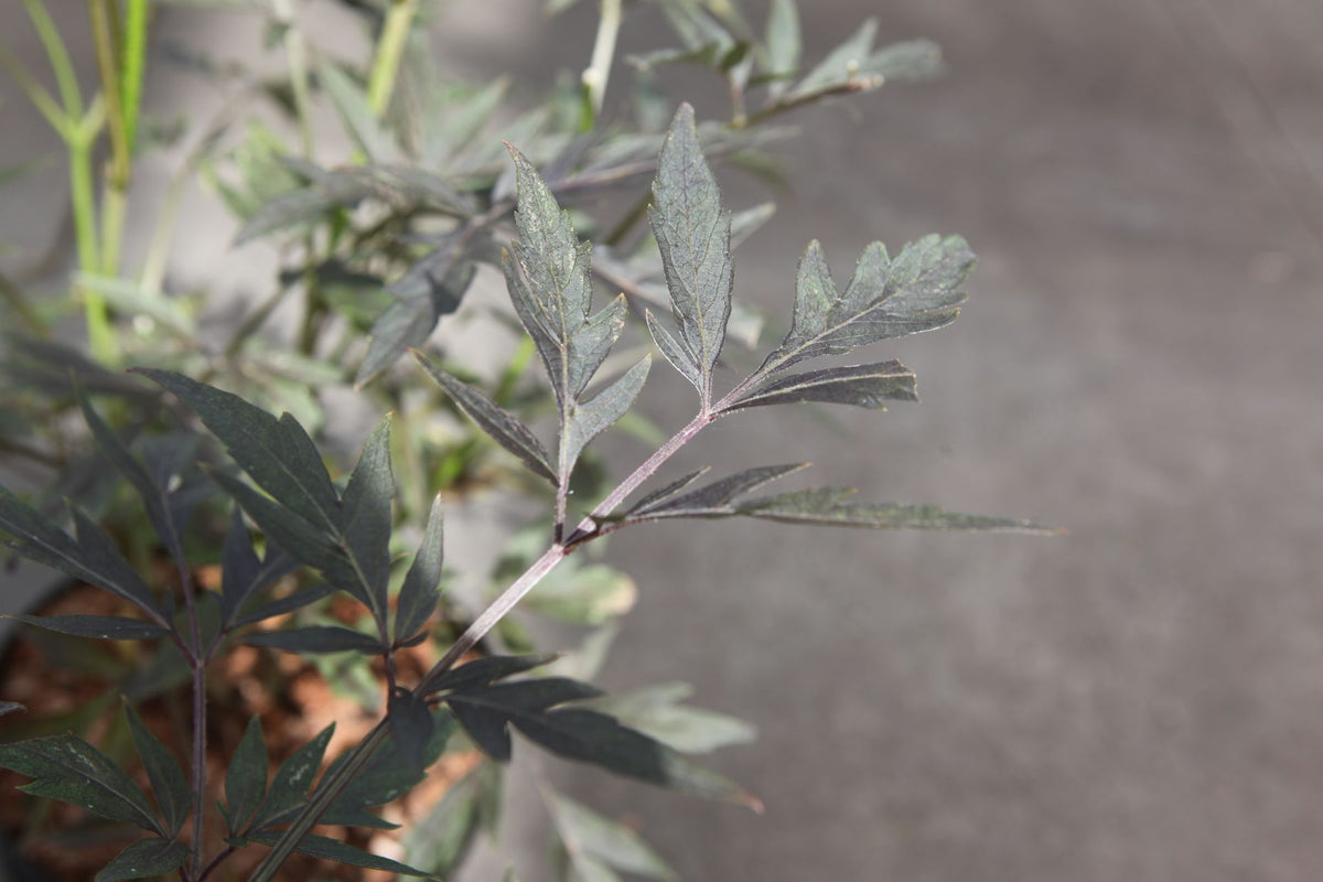 Sambucus nigra CHERRY LACE (PBR)