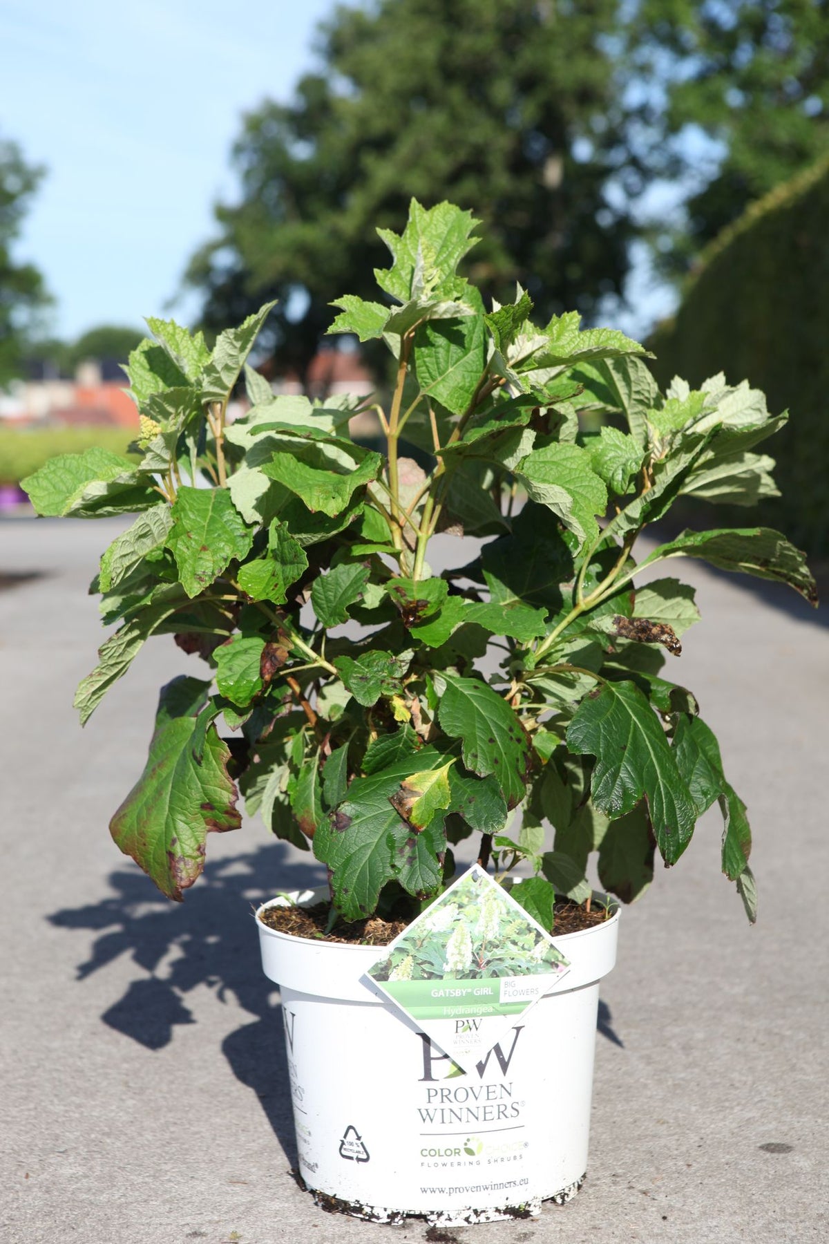Hydrangea quercifolia ‘Gatsby Girl’ (PBR) Proven Winners plant in nursery pot with broad lobed leaves, compact oakleaf shrub for part shade borders