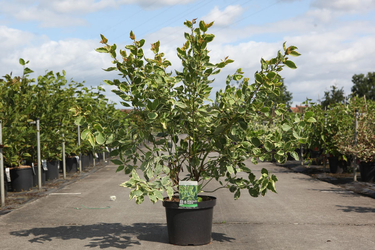 Cornus alba 'Cream Cracker' (PBR)