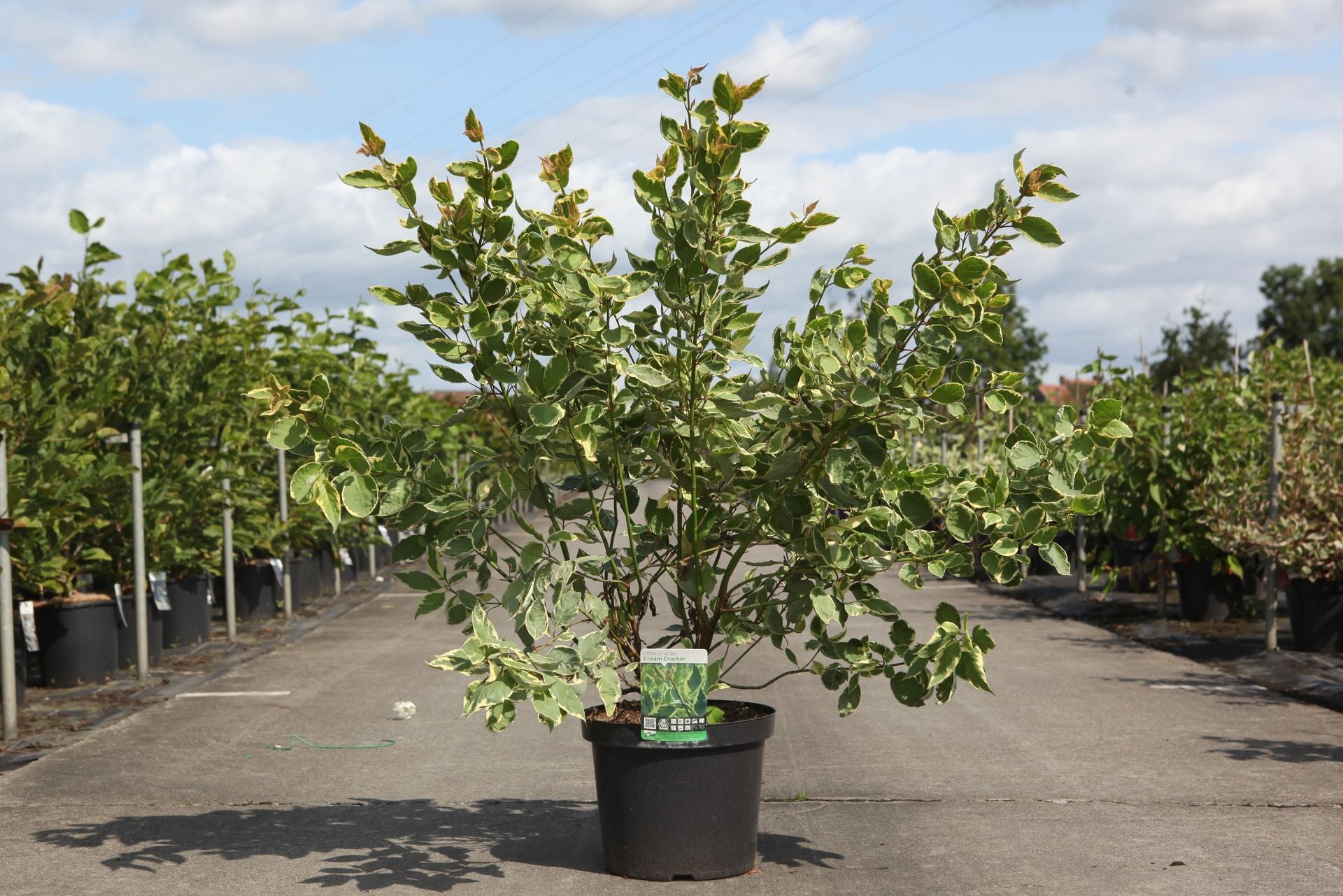 Cornus alba 'Cream Cracker' (PBR)
