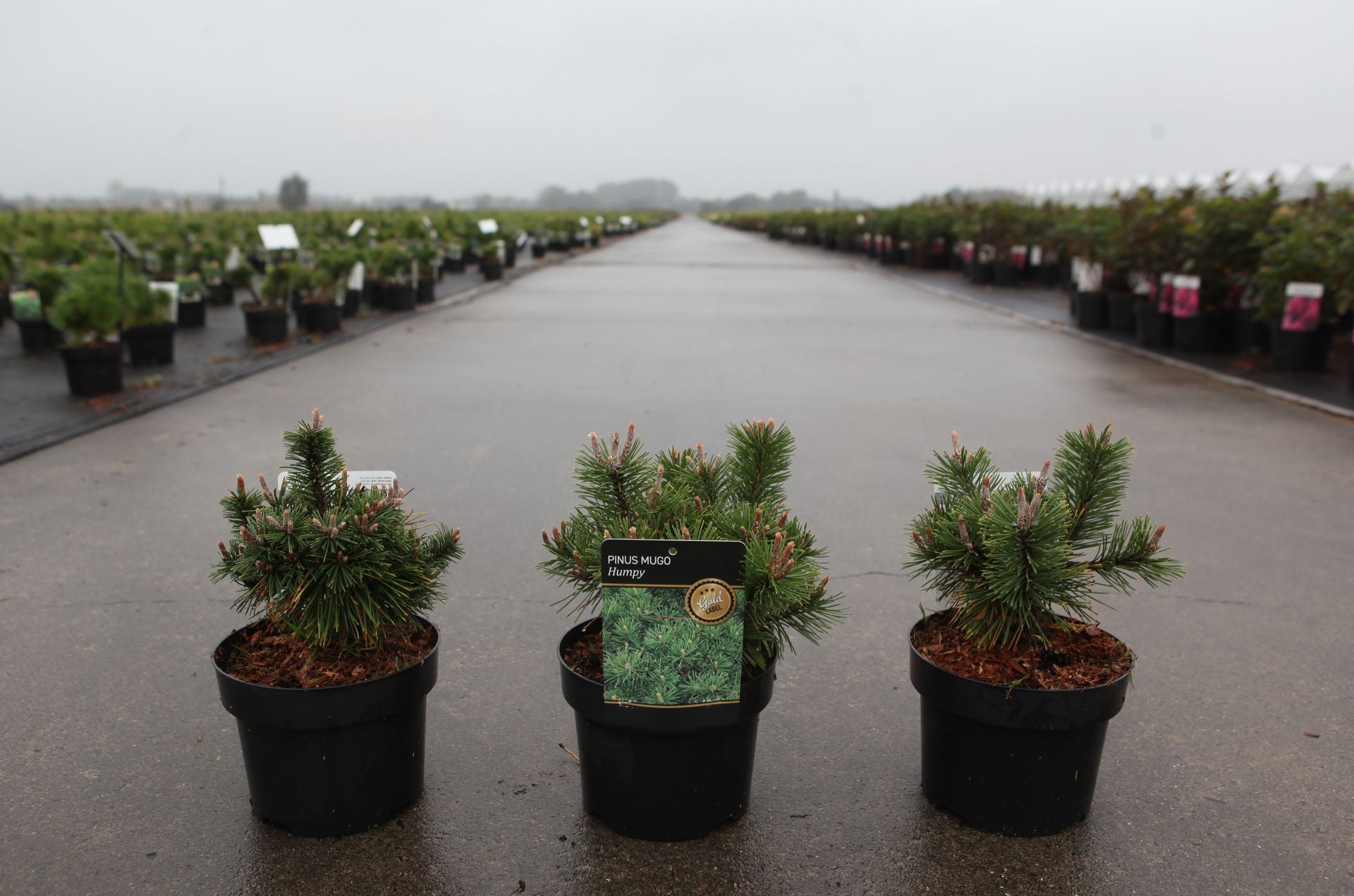 Pinus mugo 'Humpy'
