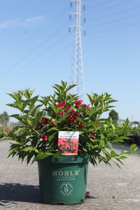 Weigela ALL SUMMER© RED (PBR)