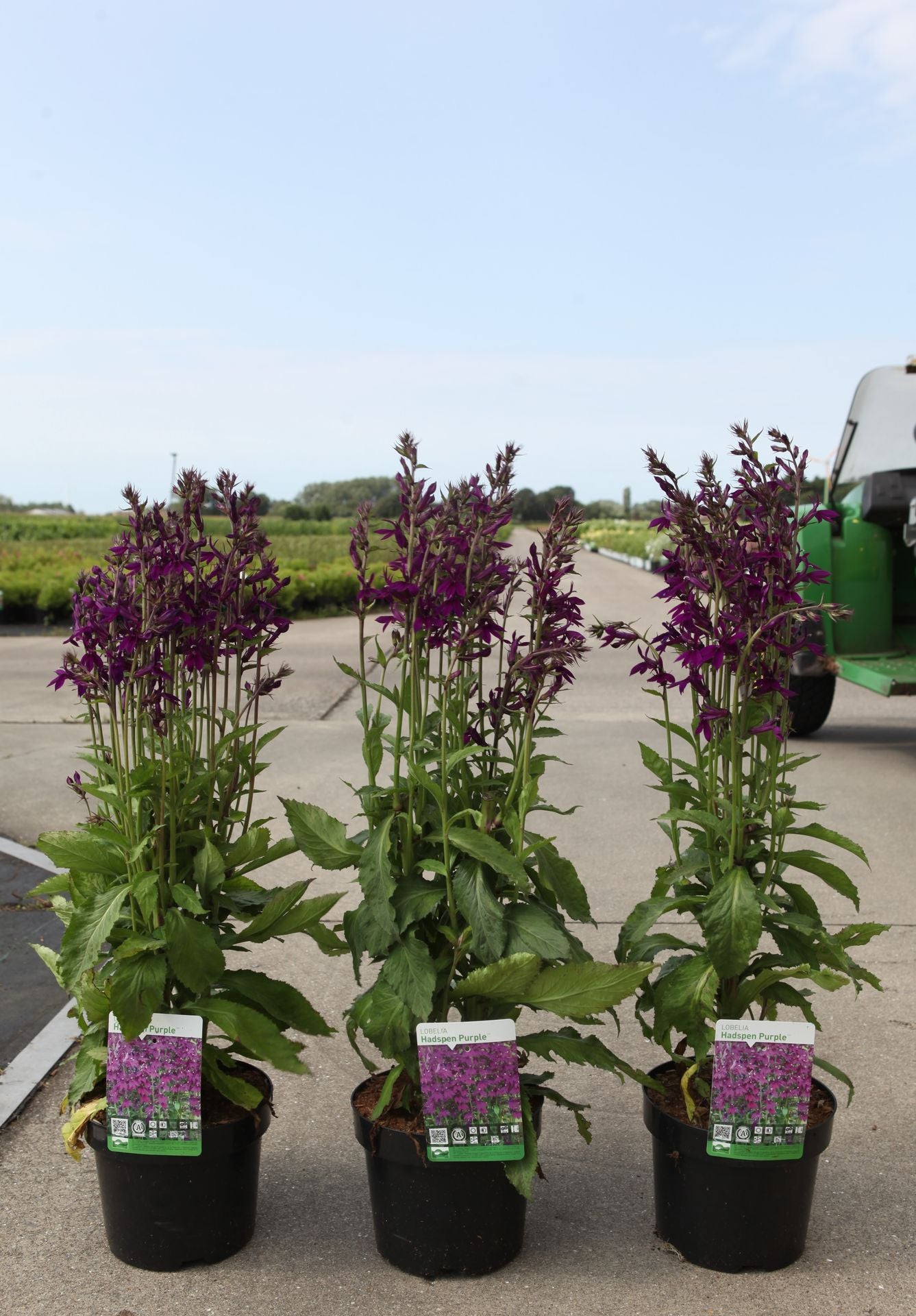 Lobelia 'Hadspen Purple' (PBR)