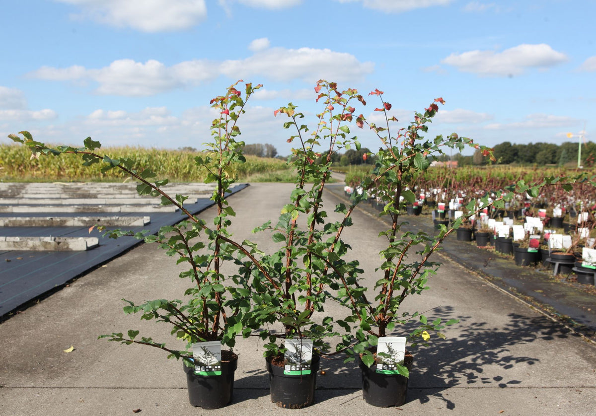 Ulmus minor suberosa