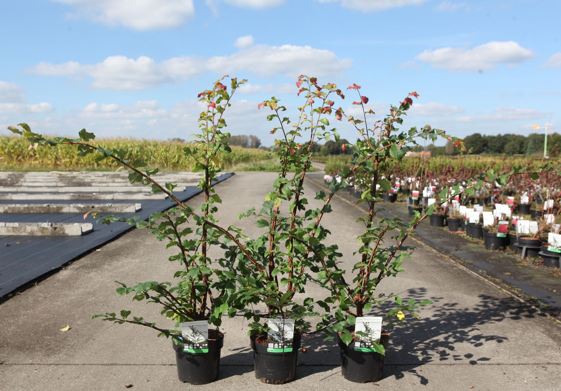 Ulmus minor suberosa