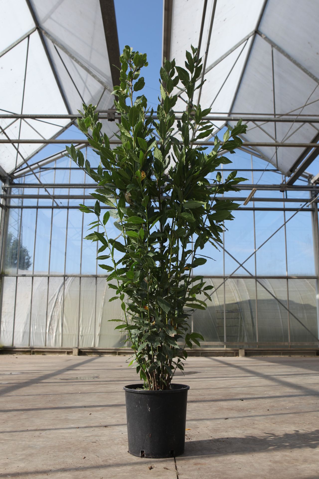 Laurus nobilis