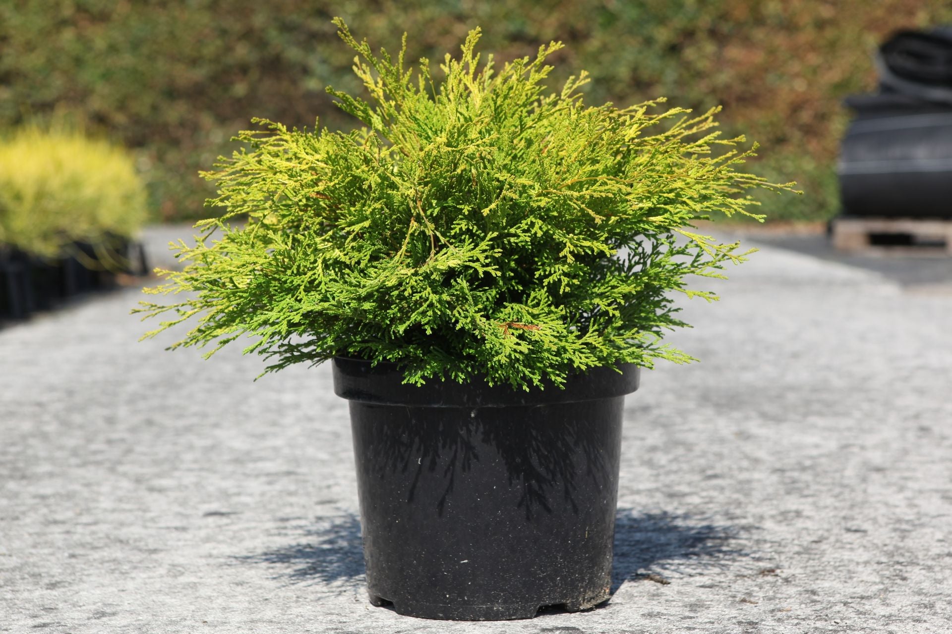 Chamaecyparis obtusa 'Kamarachiba'