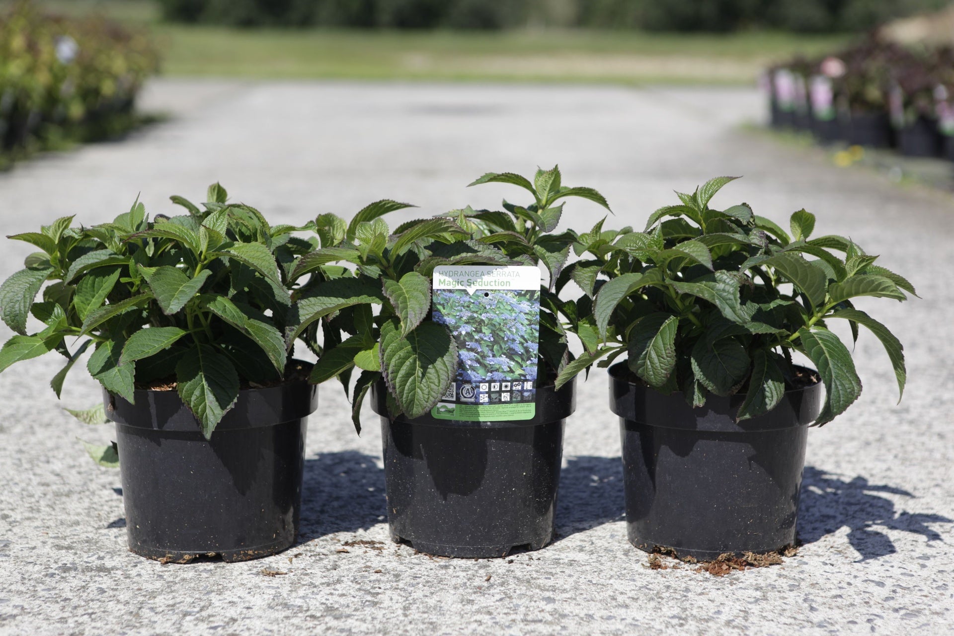 Hydrangea serrata ‘Magic Seduction’ (PBR) established potted plants with dense green foliage, ideal for garden borders and patio containers