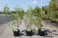 Deutzia pulchra