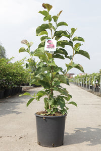 Magnolia 'Genie' (PBR)