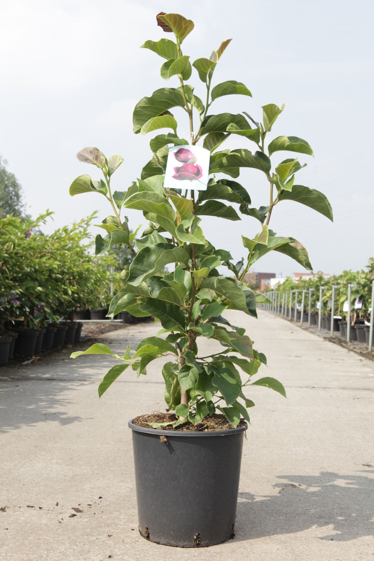 Magnolia 'Genie' (PBR)