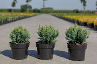 Chamaecyparis lawsoniana 'White Spot'
