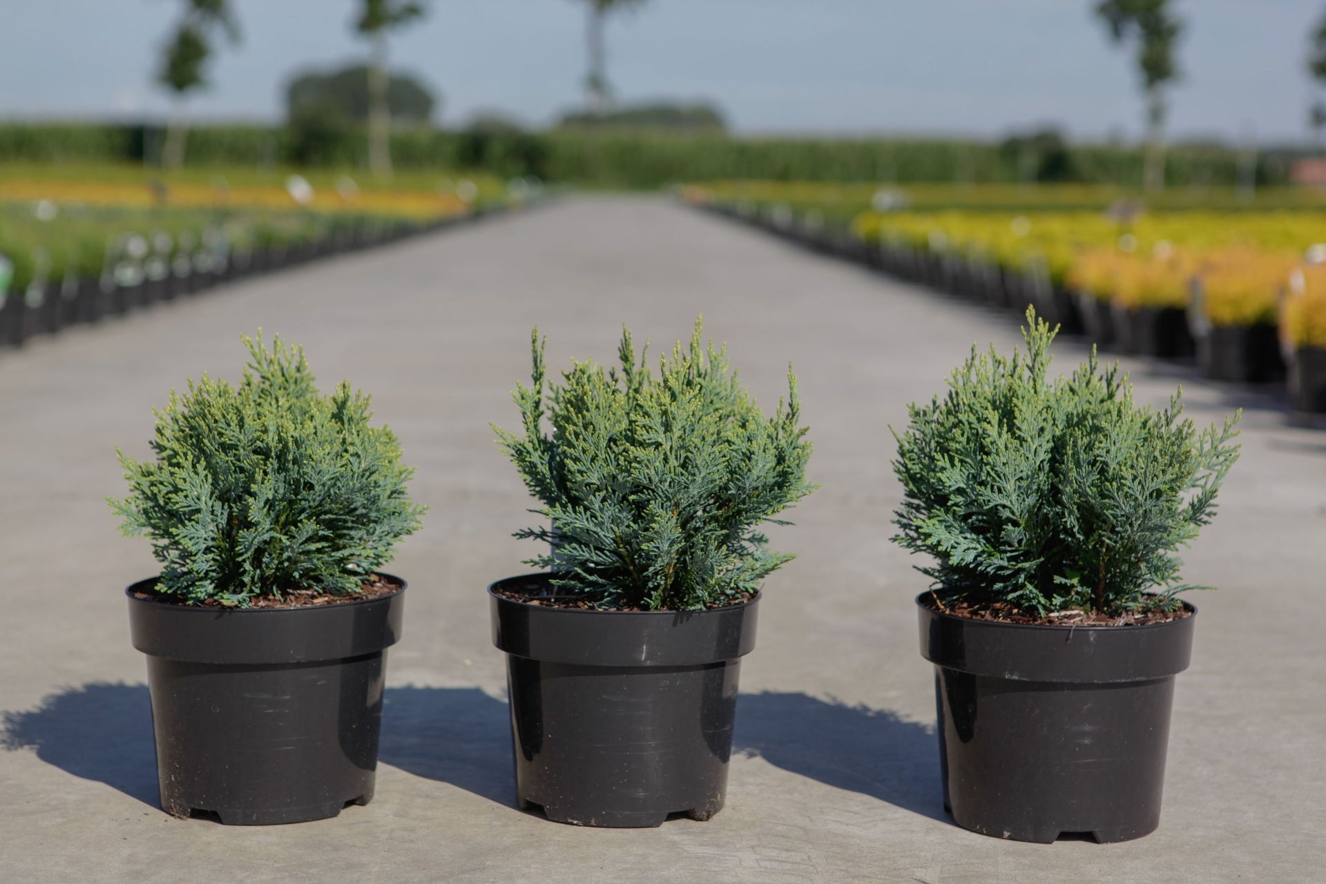 Chamaecyparis lawsoniana 'White Spot'