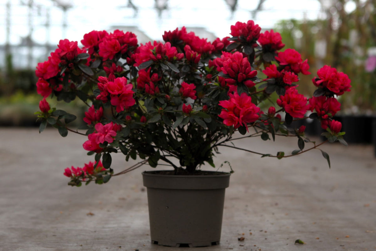 Azalea japonica 'Moederkensdag'